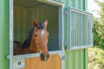 Paardenstal_St-Niklaas_closehorsehead