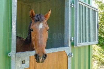 Paardenstal_St-Niklaas_closehorsehead2