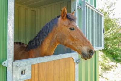 Paardenstal_St-Niklaas_closehorsehead3